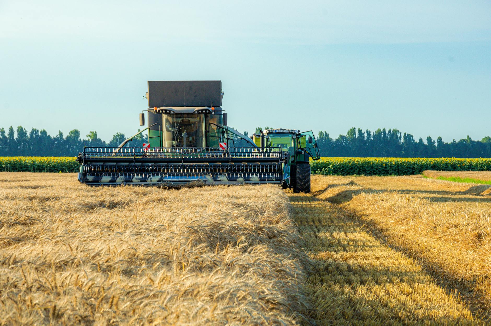 Kombajn zbożowy pracuje w słoneczny dzień na polu pszenicy