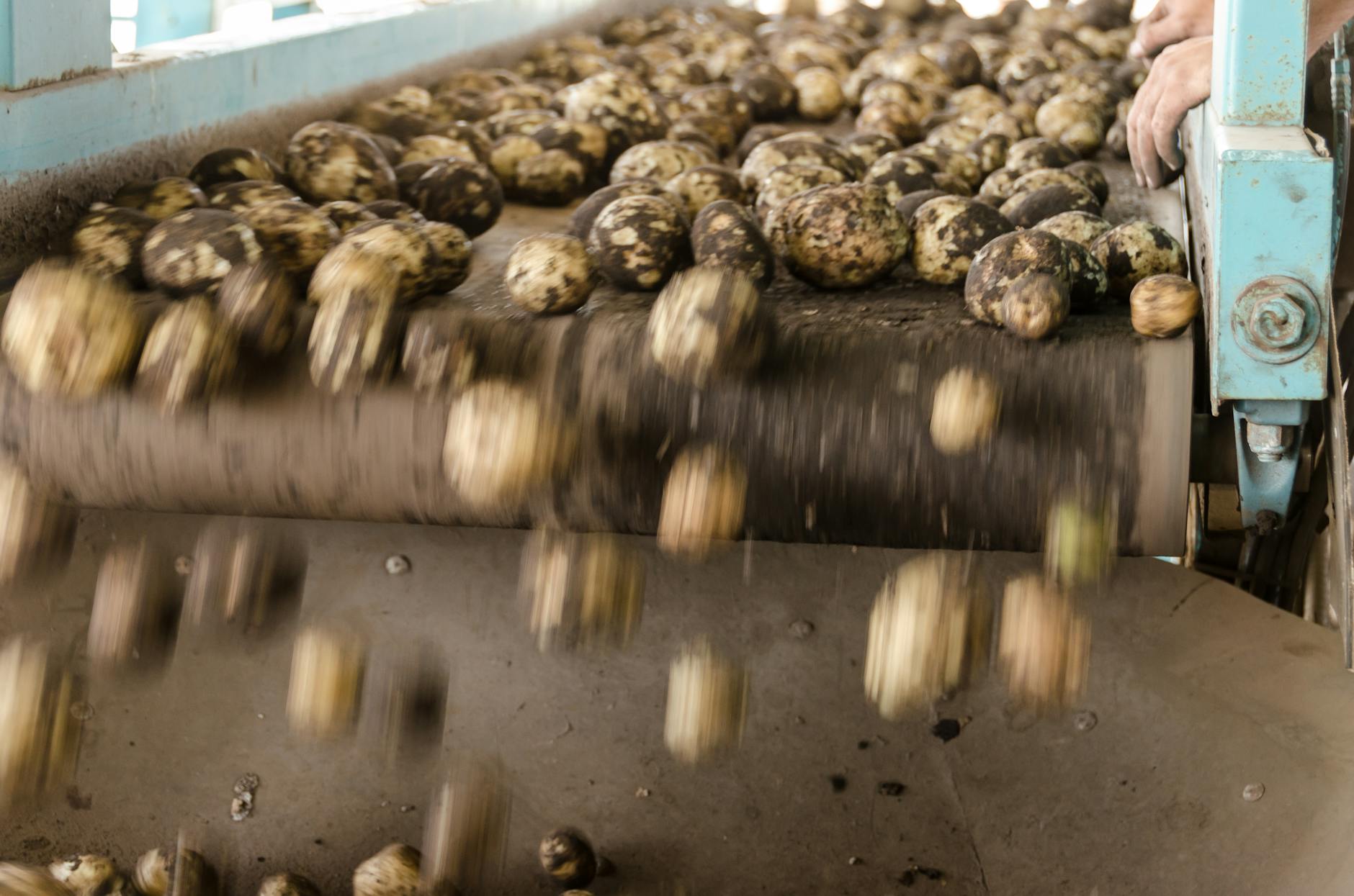 Ziemniaki zsuwające się z taśmowego podajnika w hali produkcyjnej
