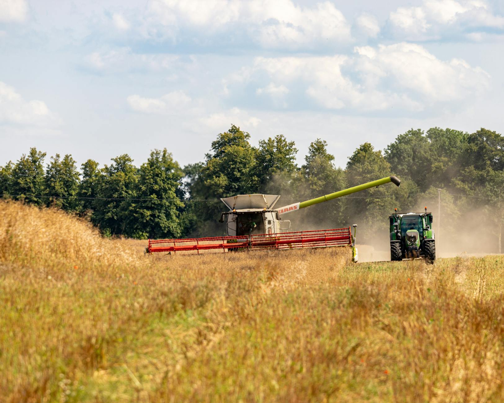 Szybkie ustawienie kombajnu do pszenżyta: od klepiska po wentylator Kombajn i traktor zbierają pszenżyto na słonecznym polu