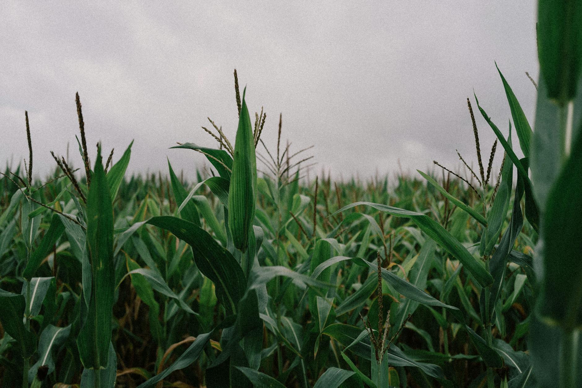 Kukurydza: objawy złego domłotu, skąd się biorą i jak skorygować ustawienia w polu Pole kukurydzy pod pochmurnym niebem w czasie wegetacji