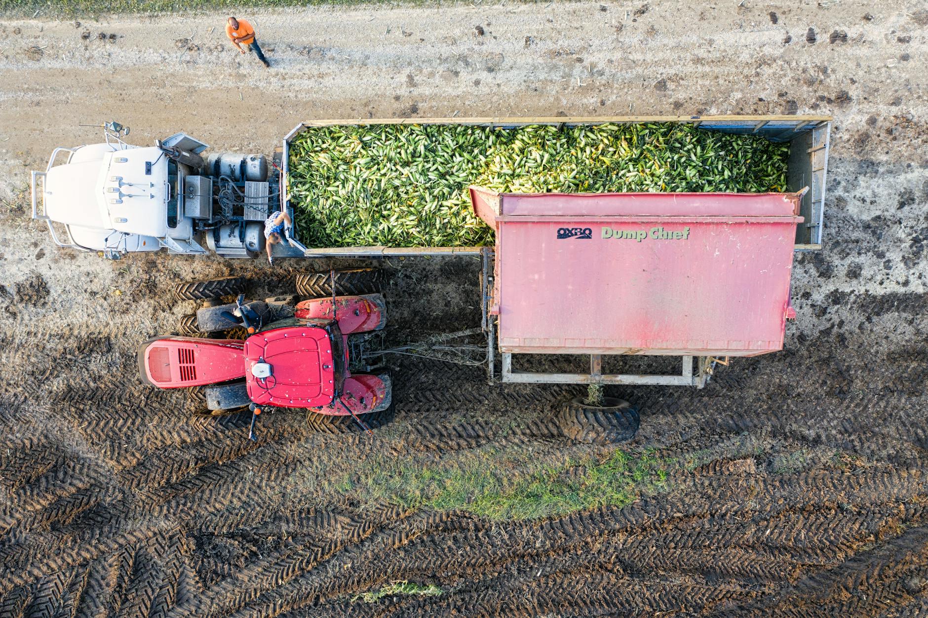 Traktor z przyczepą zbierający kukurydzę na polu z lotu ptaka
