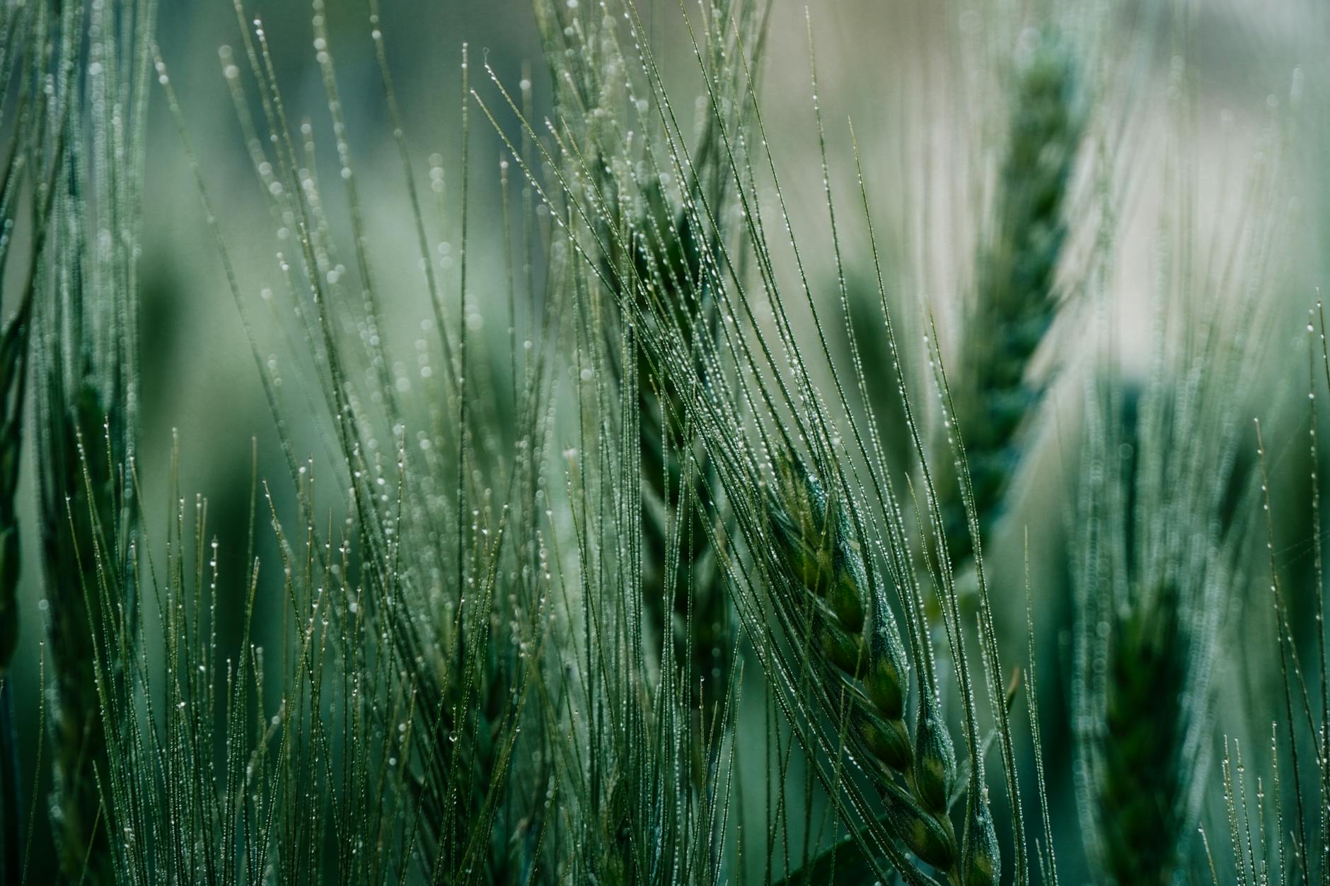Zboże z rosą o świcie: jakie ustawienia zmienić, by nie kleiło na sitach i w podsiewaczu Kłosy pszenicy z kroplami porannej rosy o świcie