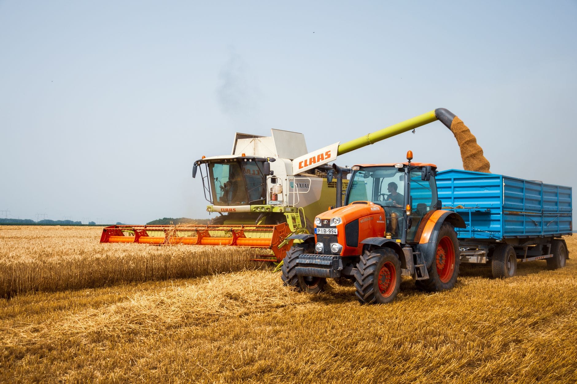 Kombajn i traktor zbierające pszenicę latem na polu
