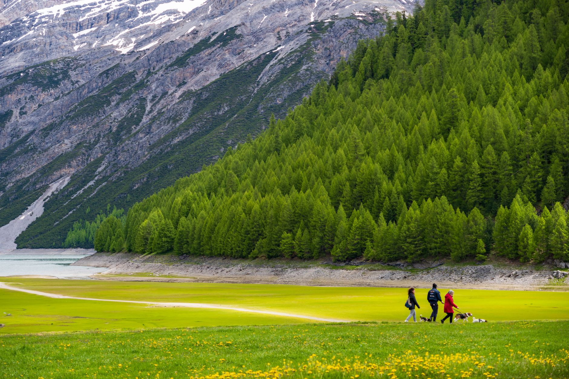 Turyści z psami na zielonej dolinie Livigno w lombardzkich Alpach Turyści z psami na zielonej dolinie Livigno w lombardzkich Alpach